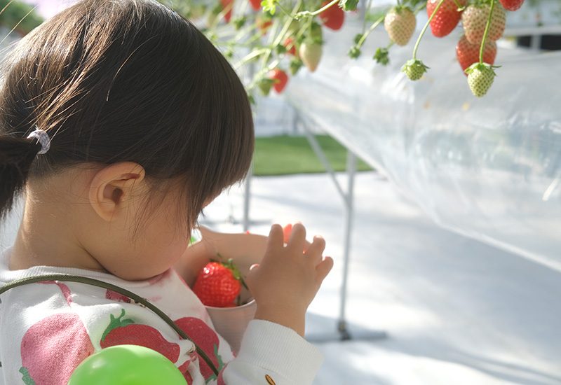 いちご狩りを楽しむ子ども